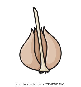 Garlic vector icon.Color vector icon isolated on white background garlic .