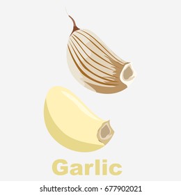 garlic vector illustration