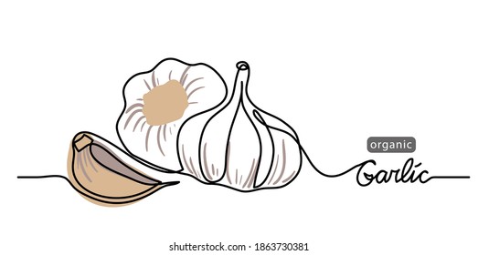 Garlic vector illustration, background. One line drawing art illustration with lettering organic garlic.