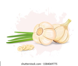 Garlic vector illustration with garlic  beans and garlic pieces