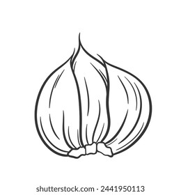 Garlic vector illustration. Garlic cloves outline drawing. Farm vegetable icon.