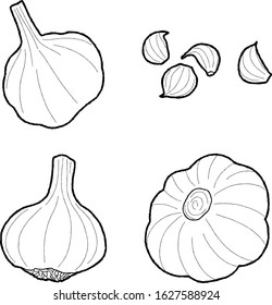 Garlic Vector Illustration Hand Drawn Vegetable Cartoon Art