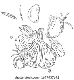 Vektorillustration der Knoblauch. handgezeichnete, gravierte Illustration. Detaillierte vegetarische Skizze. Toll für Label, Poster, Druck, Menü