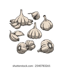 Estilo dibujado a mano de Ilustración vectorial de ajo