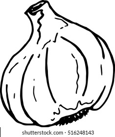 Garlic. Vector illustration of garlic.  Hand drawn doodle garlic.