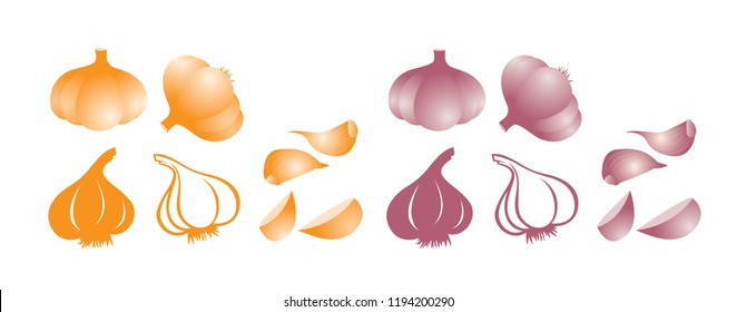 Garlic, vector, illustration isolated on white background