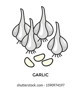 Garlic vector illustration isolated on white background
