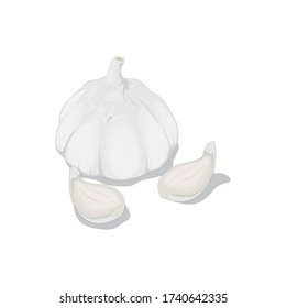 Garlic vector illustration isolated on a white background in EPS10