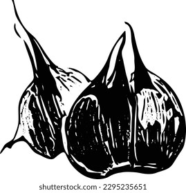 Garlic vector illustration on white background