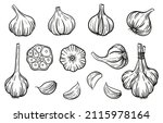 Garlic - vector illustration in sketch style. Head of garlic, cloves, cloves, bunch, cut garlic. Linear black and white drawing. Ingredients for cooking, vegetables