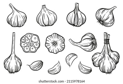 Garlic - vector illustration in sketch style. Head of garlic, cloves, cloves, bunch, cut garlic. Linear black and white drawing. Ingredients for cooking, vegetables