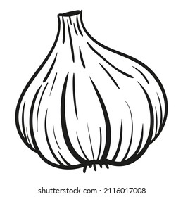 Garlic - vector illustration in sketch style. Head of garlic. Linear black and white drawing. Ingredients for cooking, vegetables