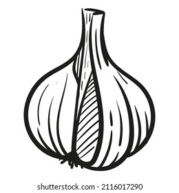 Garlic Vector Illustration Sketch Style Head Stock Vector (Royalty Free ...