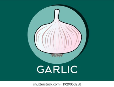 Garlic vector illustration with Tosca background