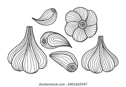 Ilustraciones de vectores de ajo aisladas en fondo blanco