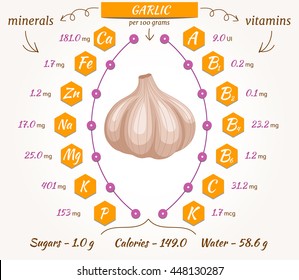 Garlic vector infographics. The content of minerals and vitamins. Illustration about nutrients, vegetables, health food, diet. Flat style.