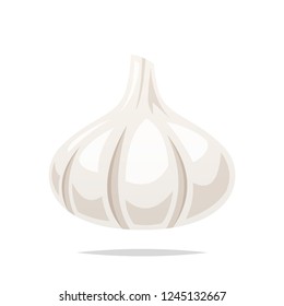 Garlic vector isolated illustration