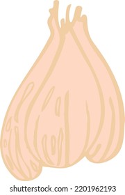 garlic vector isolated illustration sketch
