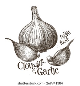 garlic vector logo design template. fresh vegetables, food or cooking icon.