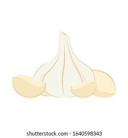Garlic vector. garlic on white background. 