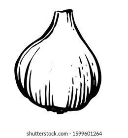 Garlic. Vector. Outline drawing of a vegetable on a white background. Sketch. Drawing marker on paper. Isolated object.