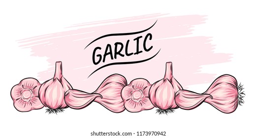 Garlic vector outline illustration. Vegetable food concept. For poster, banner, logo, icon, sticker, menu design, restaurants, cafe, receipe book, farm product, garlic dressing