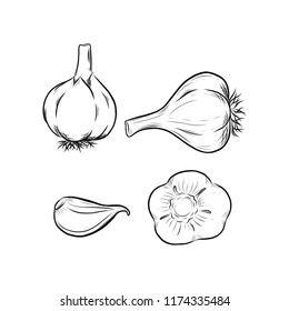 Garlic vector outline illustration. Vegetable food concept. For poster, banner, logo, icon, sticker, menu design, restaurants, cafe, receipe book, farm product, garlic dressing