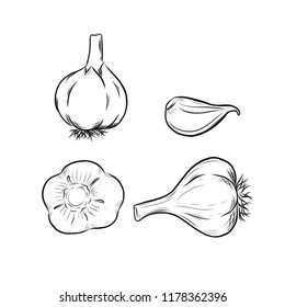 Garlic vector outline illustration. Vegetable food concept. For poster, banner, logo, icon, sticker, menu design, restaurants, cafe, receipe book, farm product, garlic dressing