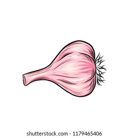 Garlic vector outline illustration. Vegetable food concept. For poster, banner, logo, icon, sticker, menu design, restaurants, cafe, receipe book, farm product, garlic dressing