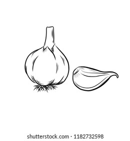 Garlic vector outline illustration. Vegetable food concept.