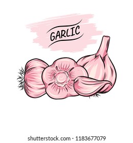 Garlic vector outline illustration. Vegetable food concept. For poster, banner, logo, icon, sticker, menu design, restaurants, cafe, receipe book, farm product, garlic dressing, spicy meal cooking