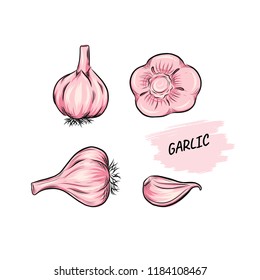 Garlic vector outline illustration. Vegetable food concept. For poster, banner, logo, icon, sticker, menu design, restaurants, cafe, receipe book, farm product, garlic dressing