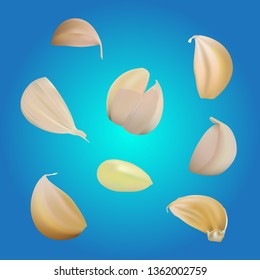 Garlic vector was separate each part.