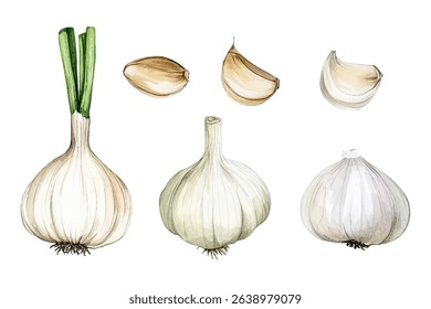 Garlic vector set in watercolor style with whole bulbs and cloves. Hand-painted vegetable illustration.