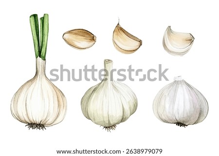 Garlic vector set in watercolor style with whole bulbs and cloves. Hand-painted vegetable illustration.