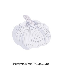 Garlic vector stock illustration. Garlic cloves and the head of the plant. With a pungent smell, it is used in cooking and medicine. Isolated on a white background.