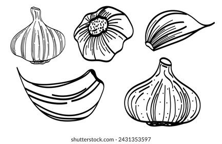 Garlic Vectors and Illustrations, Hand Drawn sketch illustration