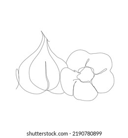 Garlic vegetable in continuous line art drawing style. Garlic plant minimalist black linear sketch isolated on white background. Vector one line