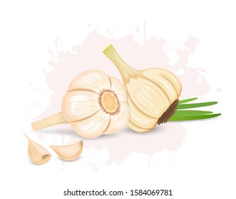 Garlic vegetable with Garlic green beans and cloves vector illustration