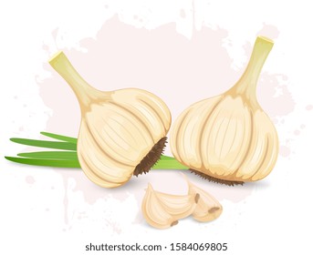 Garlic vegetable with green garlic beans and cloves vector illustration 