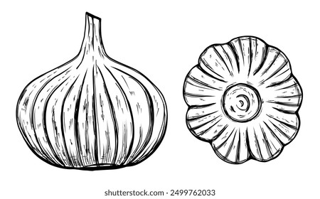 Garlic vegetable in hand drawn sketch style