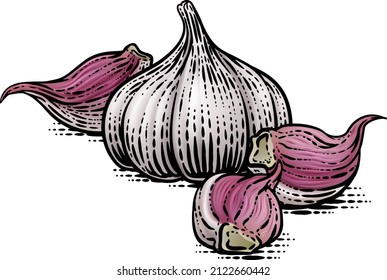 Garlic vegetable illustration in a vintage retro woodcut etching style.