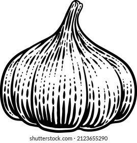 Garlic vegetable illustration in a vintage retro woodcut etching style.