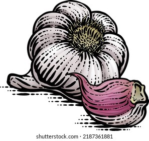 Garlic vegetable illustration in a vintage retro woodcut etching style.