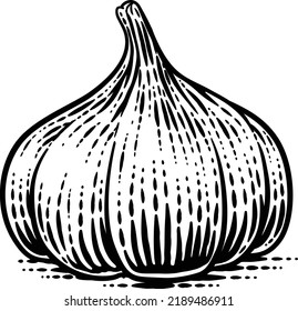 Garlic vegetable illustration in a vintage retro woodcut etching style.