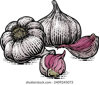 Garlic vegetable illustration in a vintage retro woodcut etching style.