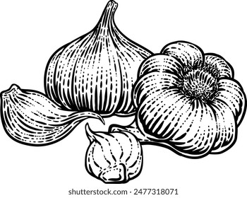 Garlic vegetable illustration in a vintage retro woodcut etching style.