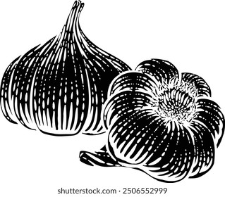 Garlic vegetable illustration in a vintage retro woodcut etching style.