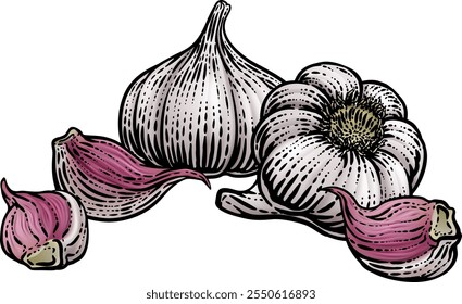 Garlic vegetable illustration in a vintage retro woodcut etching style.