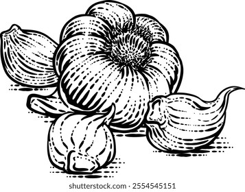 Garlic vegetable illustration in a vintage retro woodcut etching style.